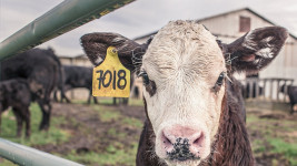 kráva tele calf-362170 960 720